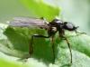 Bibio lanigerus